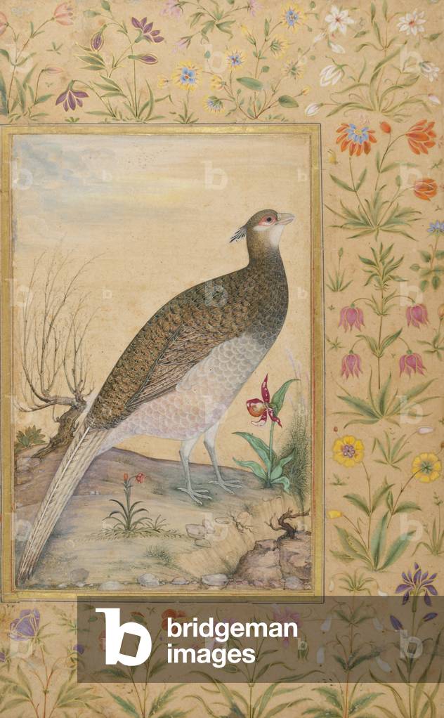 A Himalayan Cheer Pheasant, c.1620, border c.1635 (opaque w/c & gold on paper)