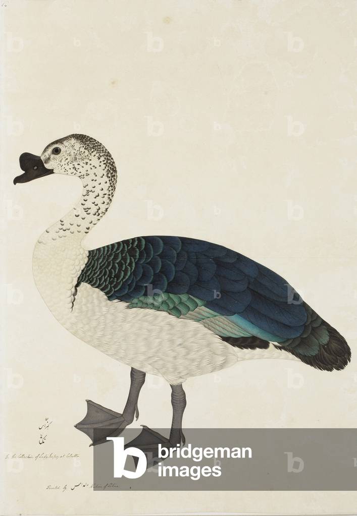 A Comb Drake (Sarkidiornis melanota), c.1780 (opaque w/c on paper)