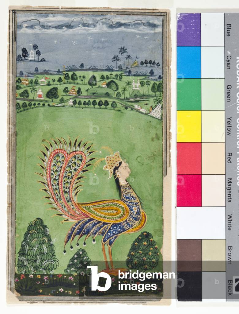 Mythical peacock with a woman's head, c.1750 (opaque w/c and gold on paper)