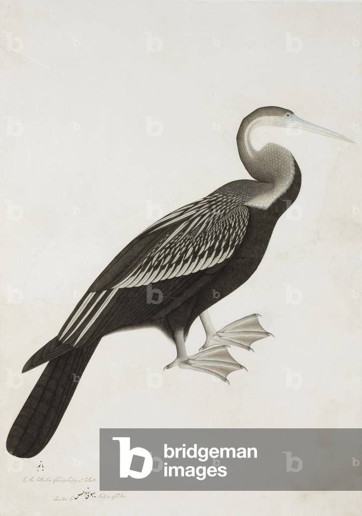 The Indian Darter or Snake-bird (Anhinga melanogaster), c.1780 (opaque w/c on paper)