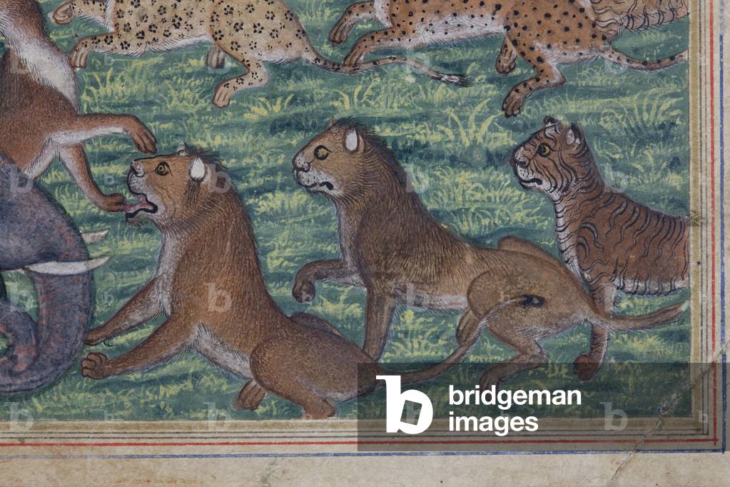 Detail from The Jackal who Pronounced Himself King, c.1560-65 (opaque w/c & gold on paper)