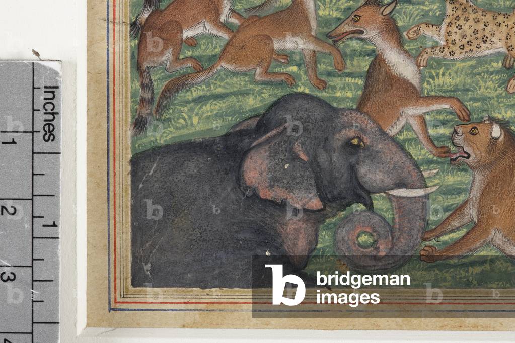 Detail from The Jackal who Pronounced Himself King, c.1560-65 (opaque w/c & gold on paper)