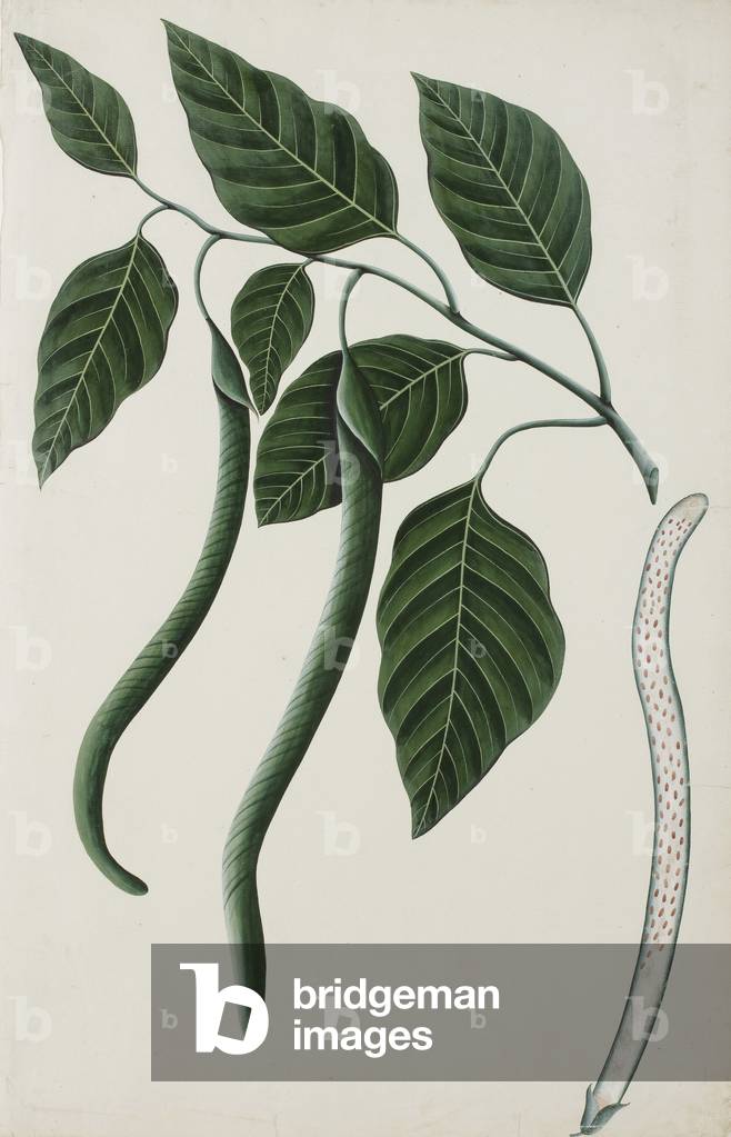 Fruit and leaves of one of the Bignoniaceae, 1785-89 (opaque w/c on paper)