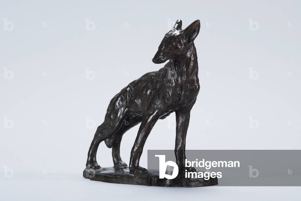 Alert Coyote (bronze)