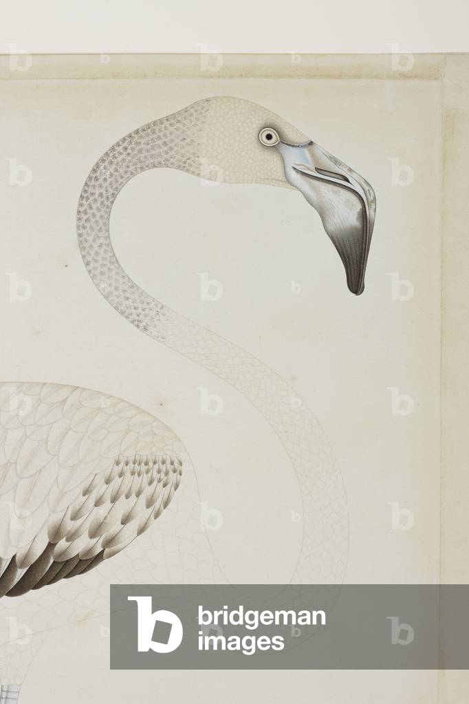 A flamingo, detail, c.1780 (opaque w/c on paper)