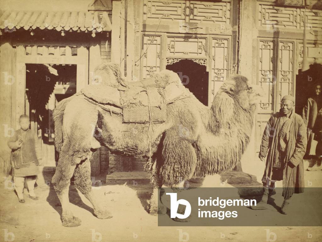 Camel, Peking, c.1880 (sepia photo)