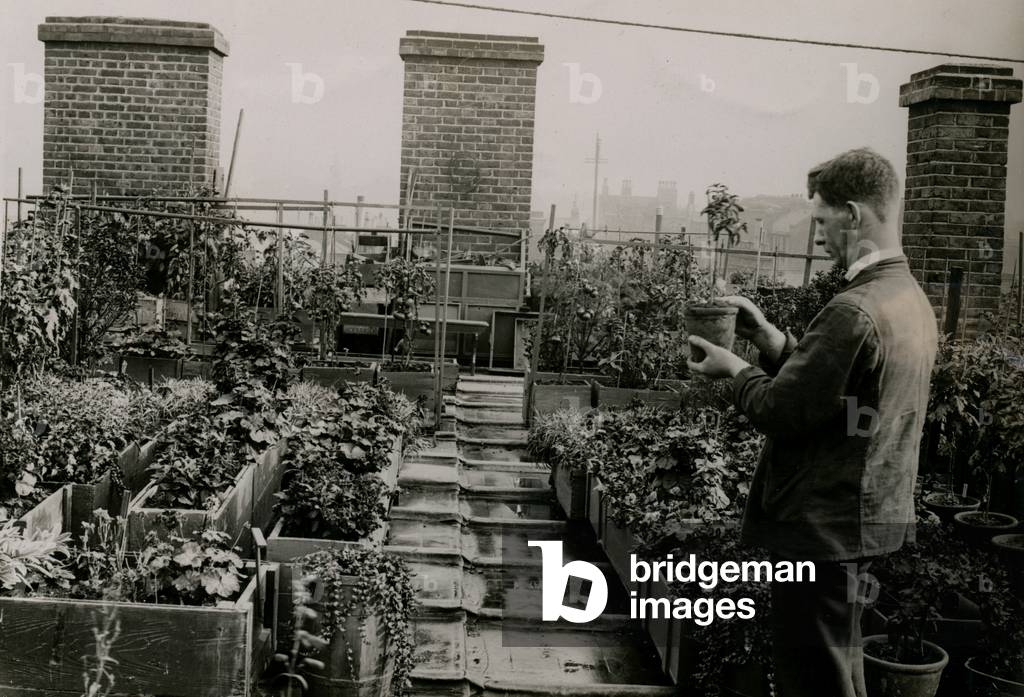City Vegetable Garden, London, UK, 1920 (b/w photo)