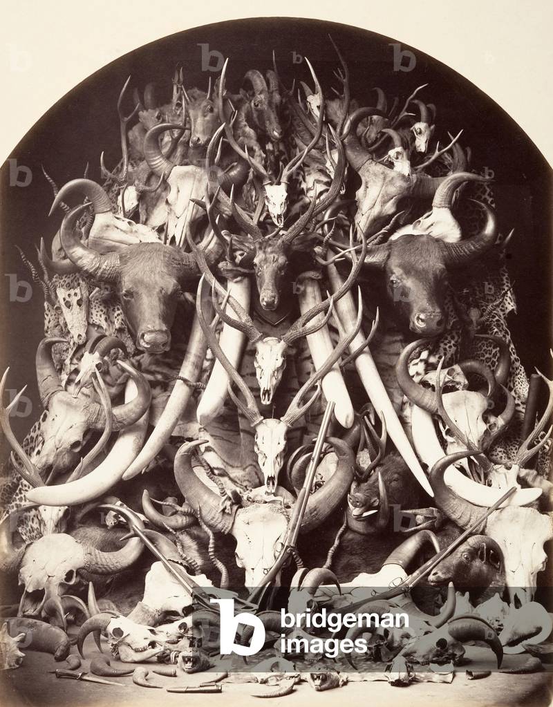 Hunting trophies, c.1870 (albumen silver print)