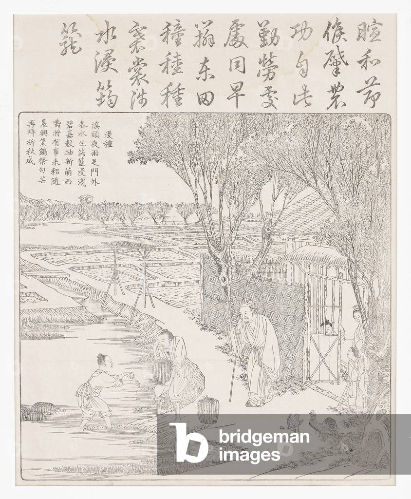 Placing seed rice in water to aid
germination., 18th century (Woodcut)