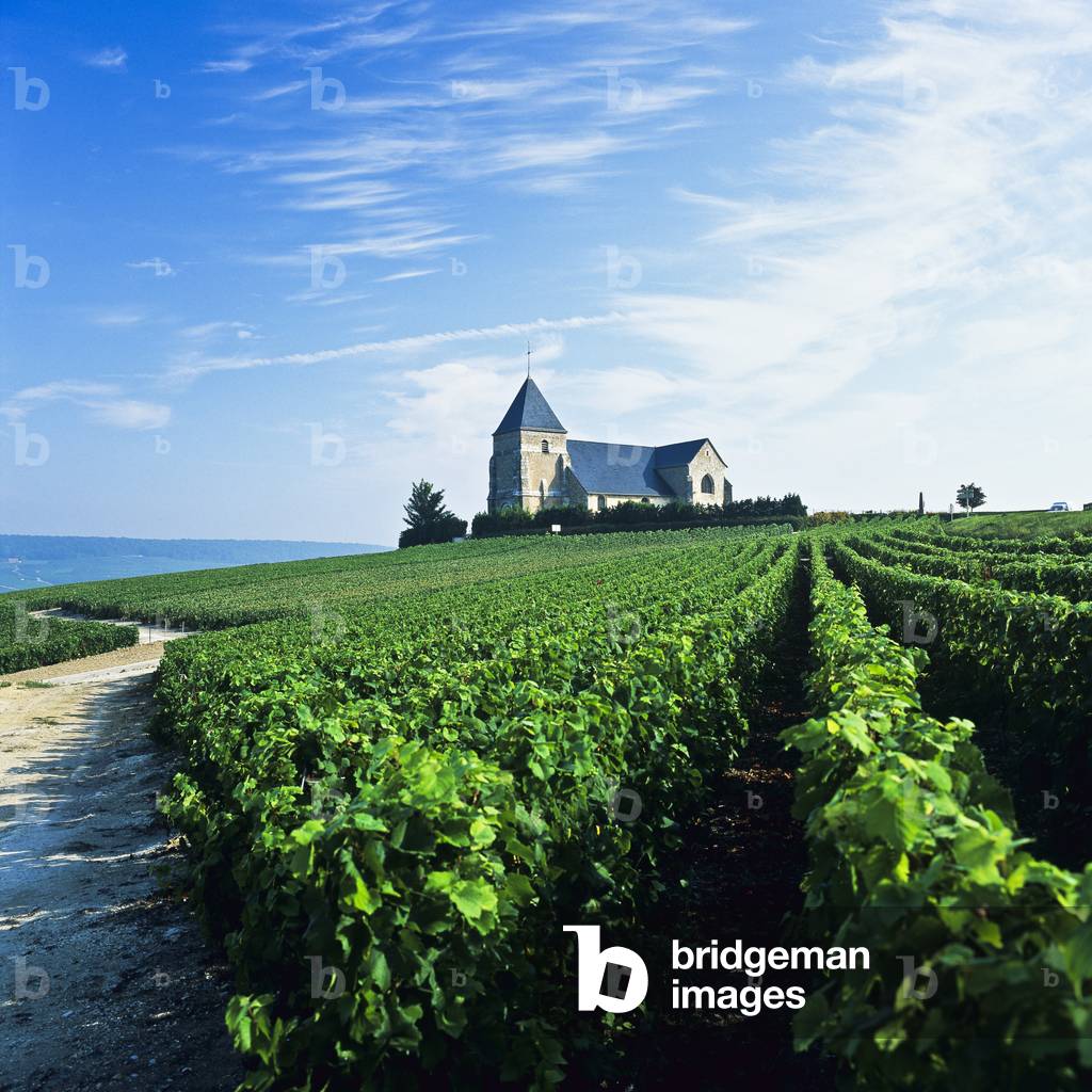 View of vineyards and St. Martin de Montfelix, Chavot, Champagne, France (photo)