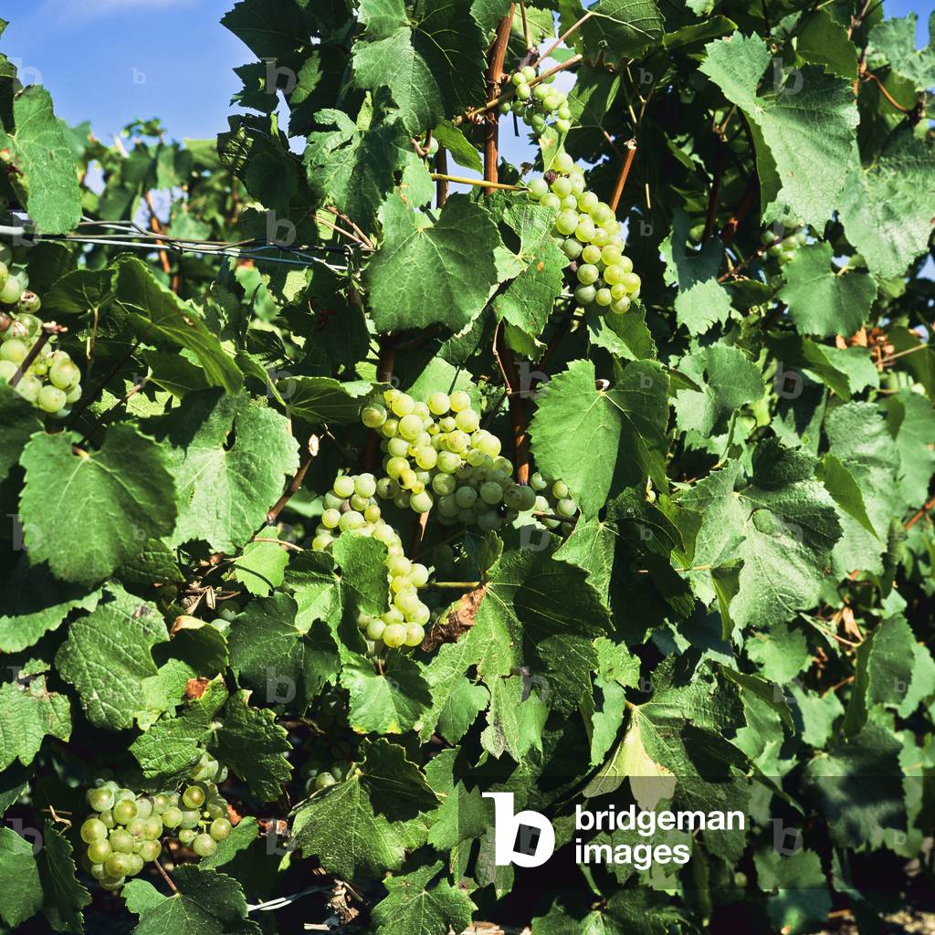 Chardonnay grapes, Champagne, France (photo)