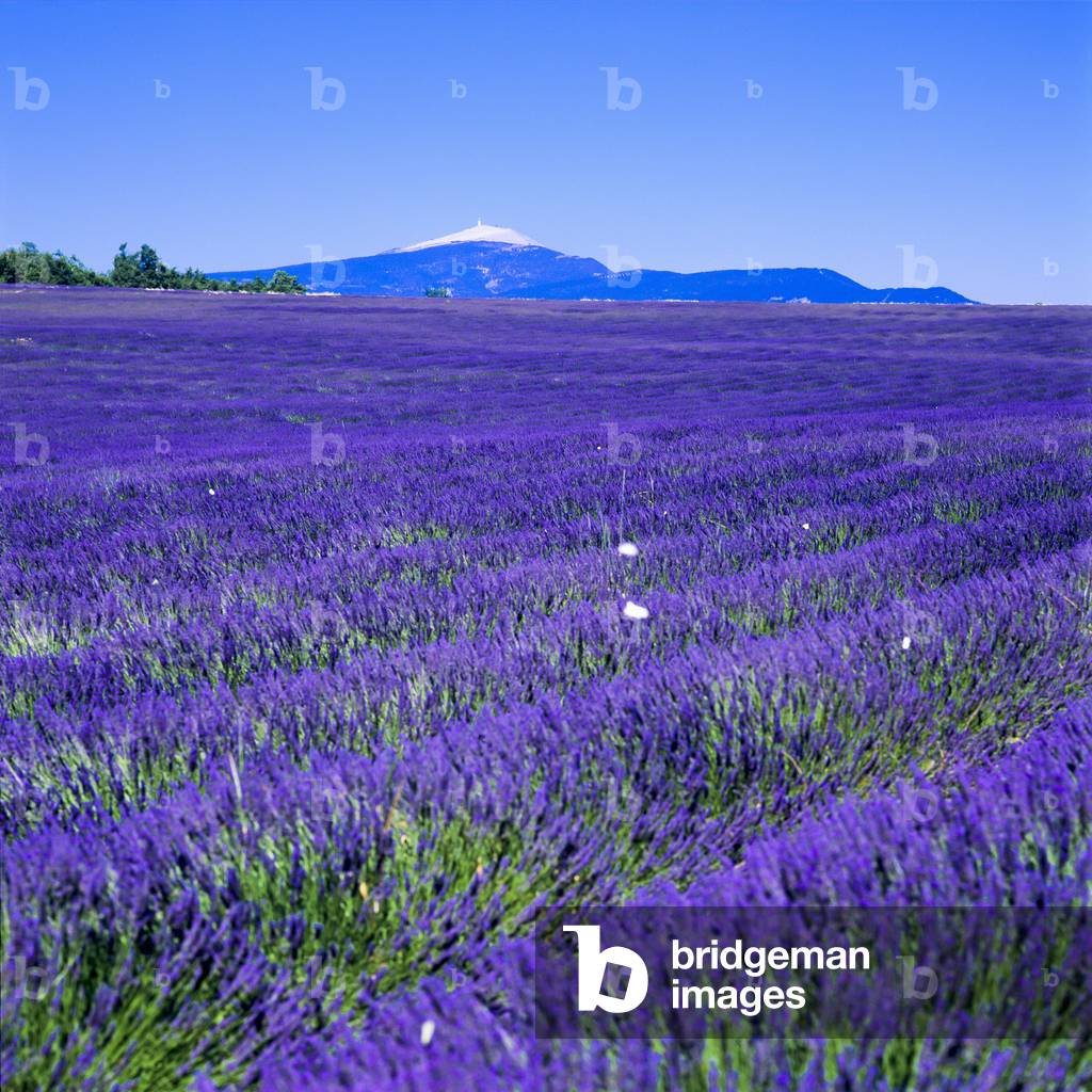 View of a flowering lavender field, Mont Ventoux, Provence, France (photo)