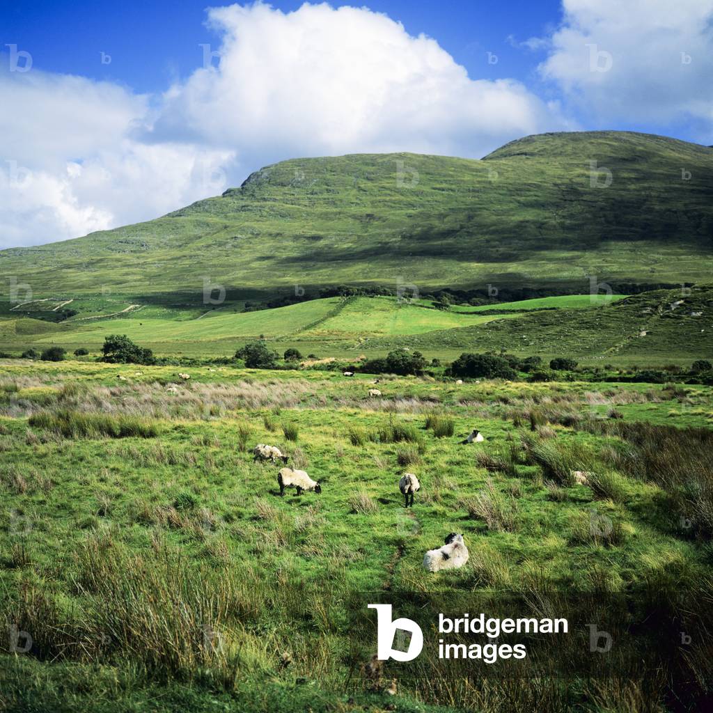 Sheep grazing, Connemara, County Galway, Ireland (photo)