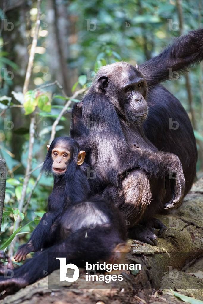 Chimpanzees in Uganda