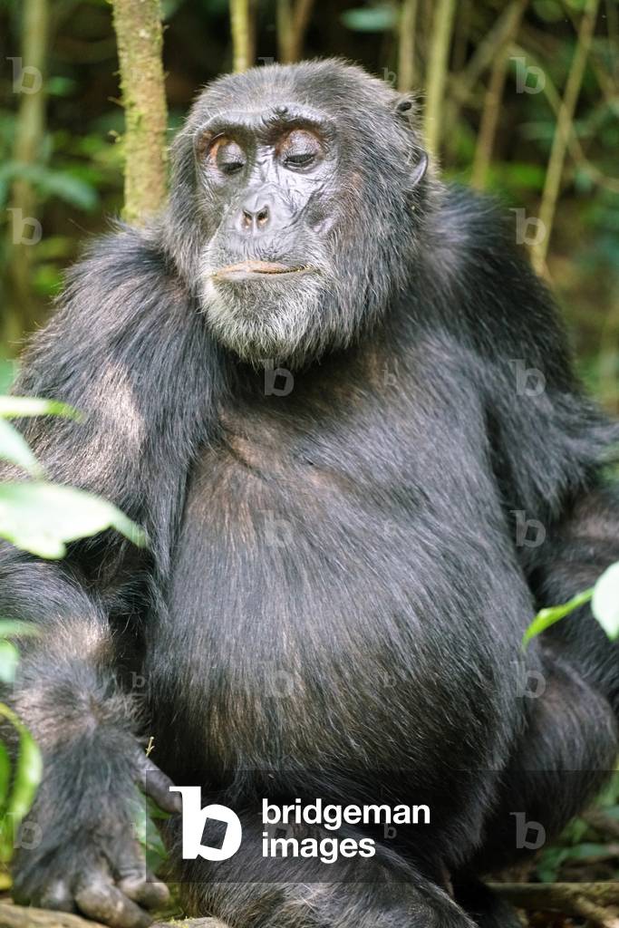 Chimpanzee in Uganda