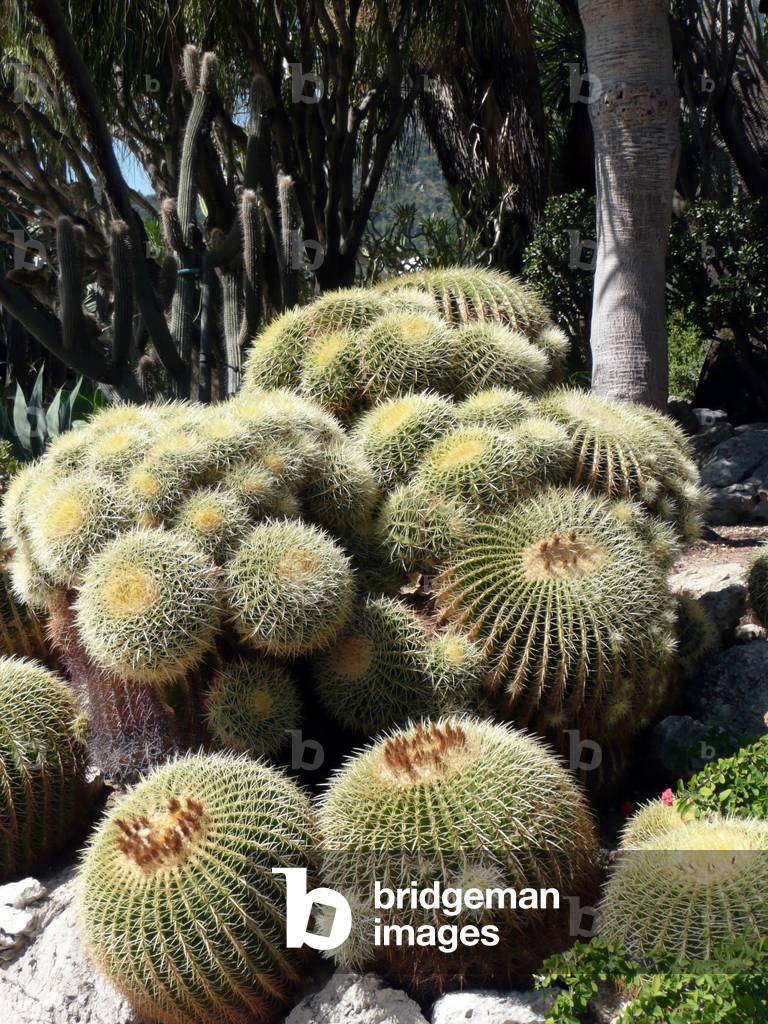 Cactus, 2008 (photo)