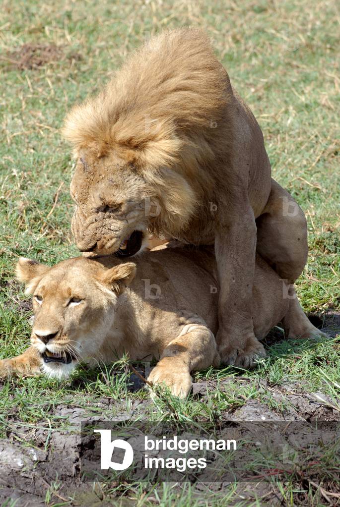 Lion Mating, 2006 (photo)