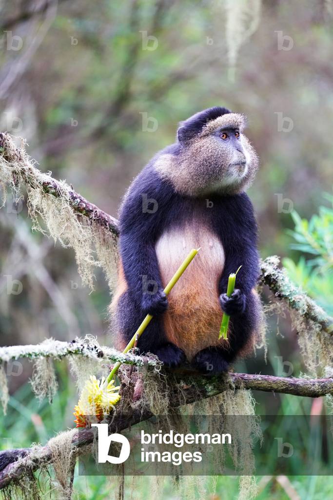 Golden Monkey