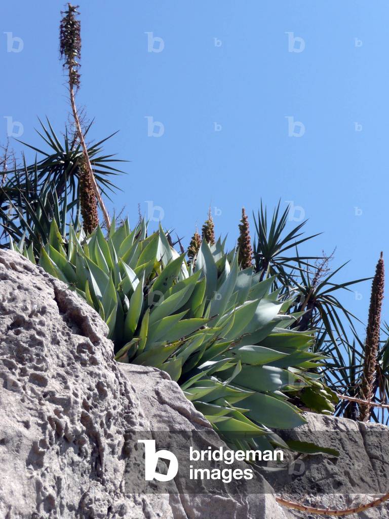Cactus, 2008 (photo)