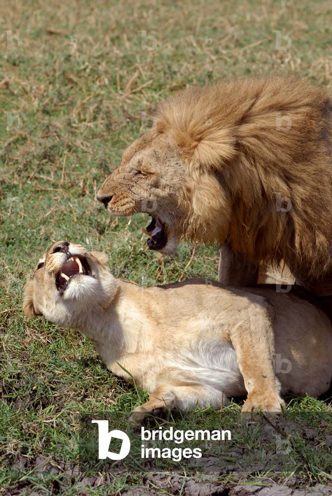 Lion Mating, 2006 (photo)
