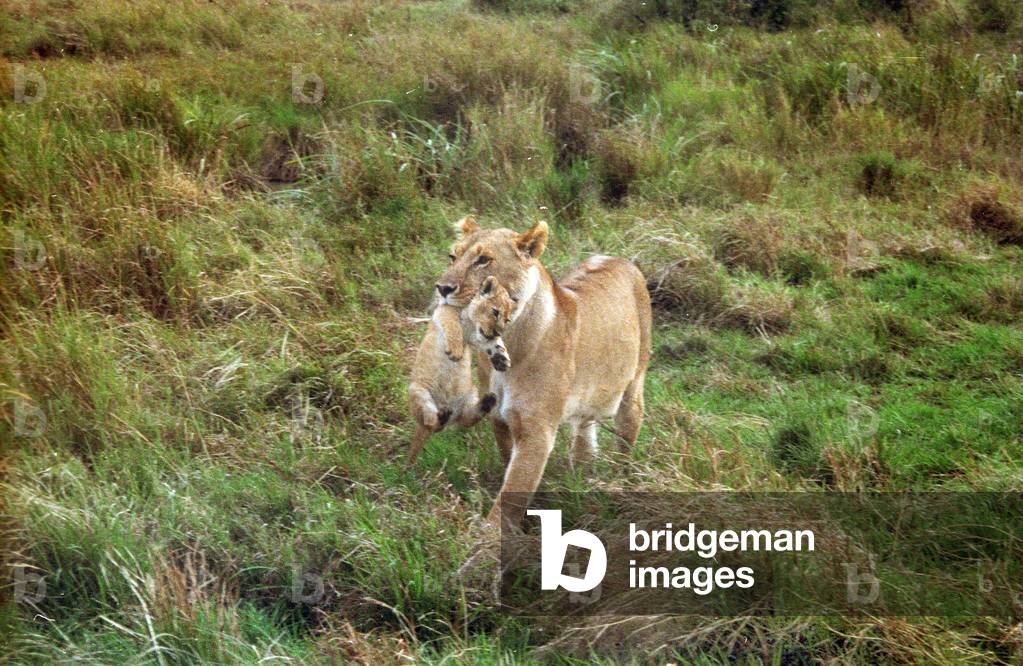 A lioness and her lion, 2006 (photo)