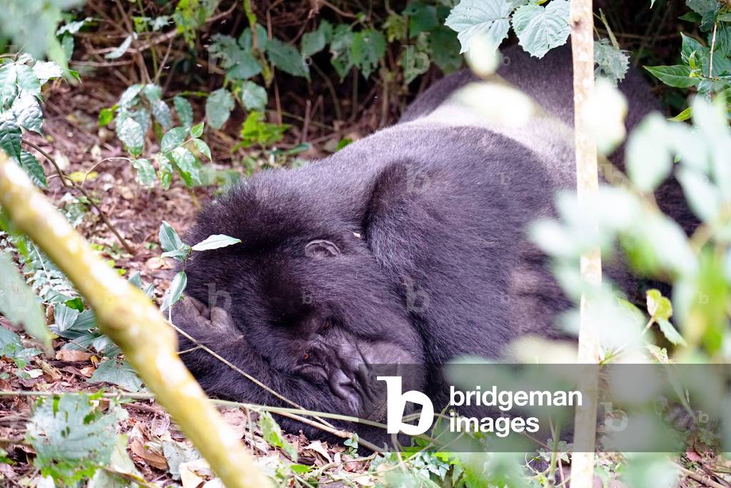Mountain Gorilla in Uganda