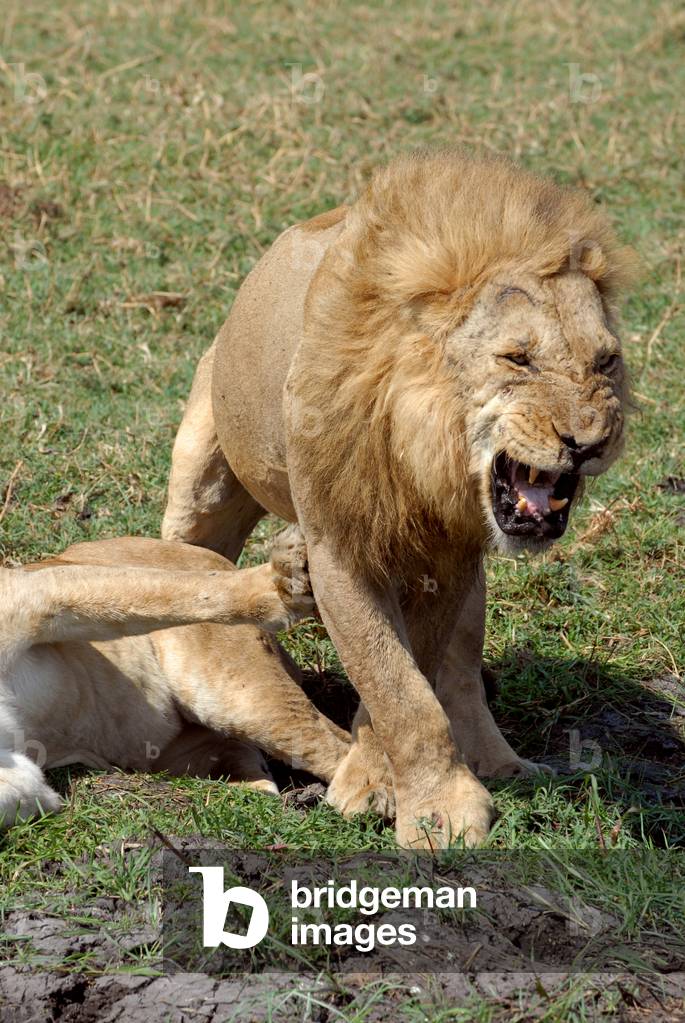 Lion Mating, 2006 (photo)