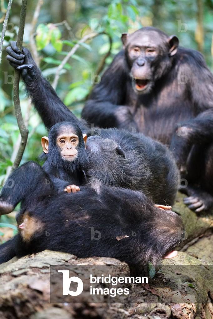 Chimpanzee family in Uganda