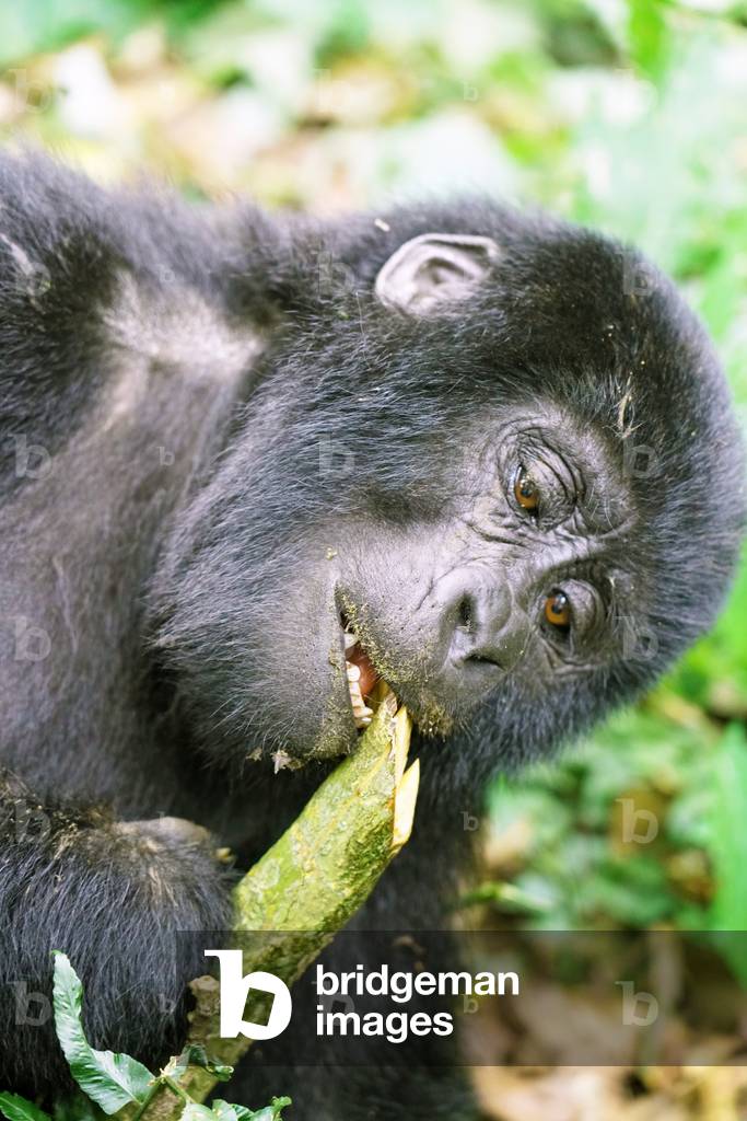 Mountain Gorilla in Uganda