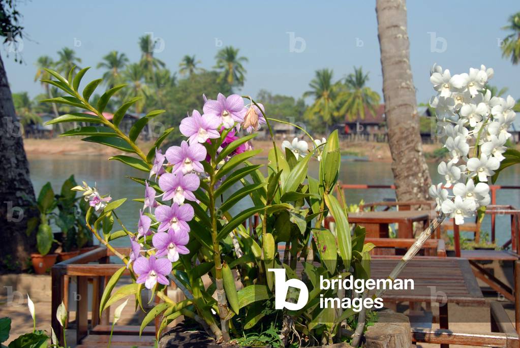 Orchidees au Laos
