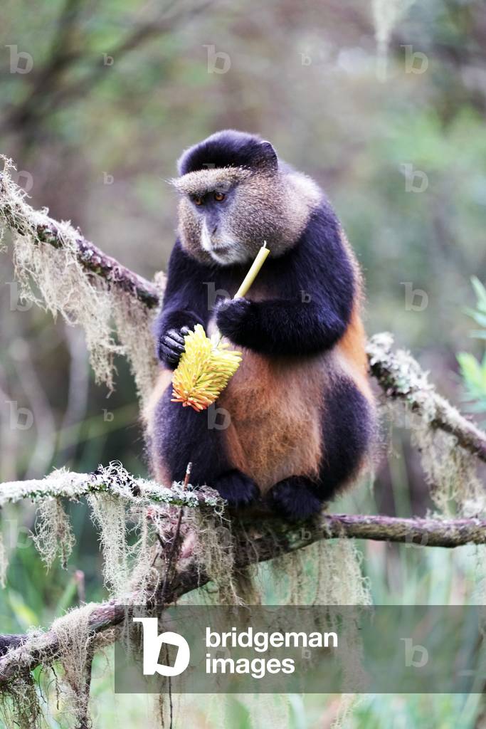 Golden Monkey