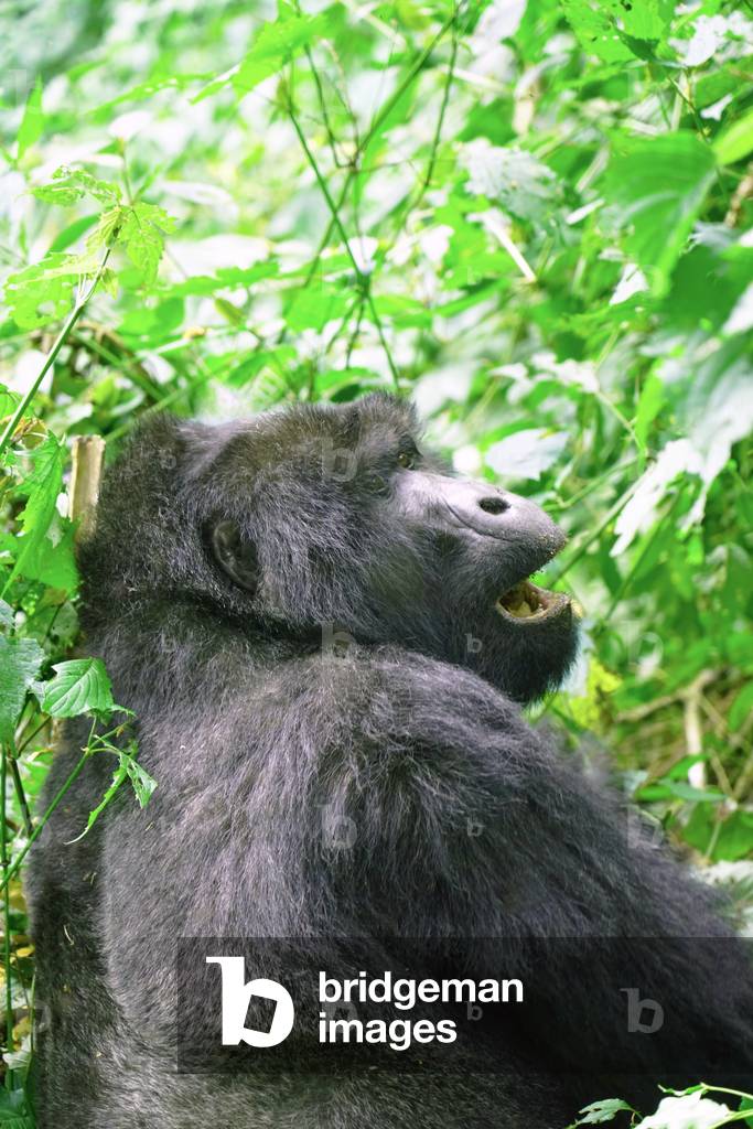 Mountain Gorilla in Uganda