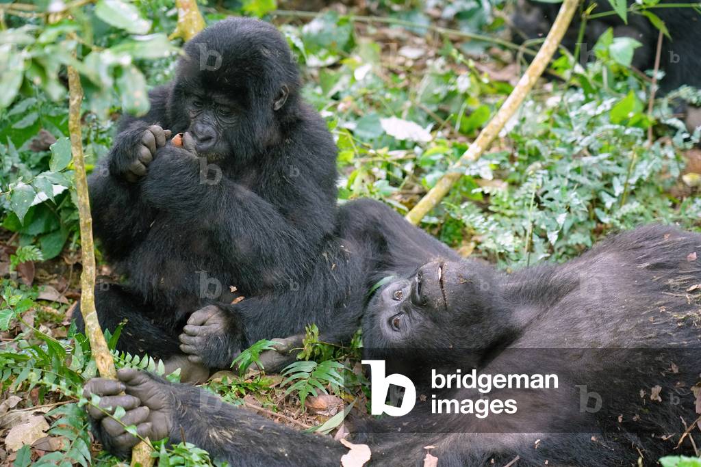 Mountain Gorillas in Uganda