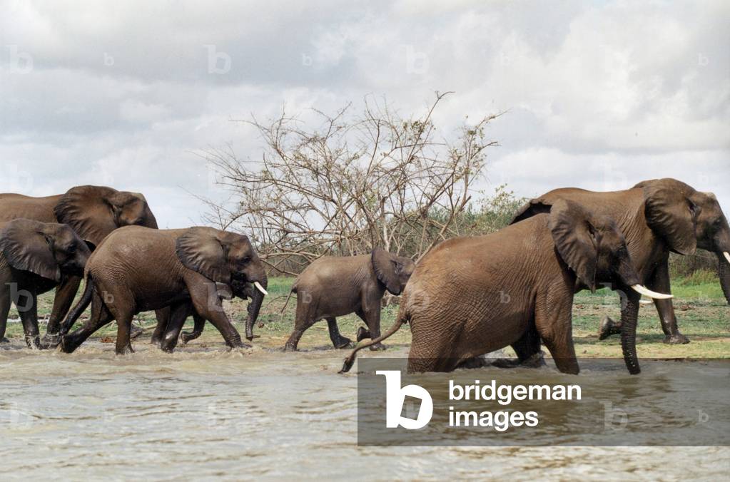 Elephants