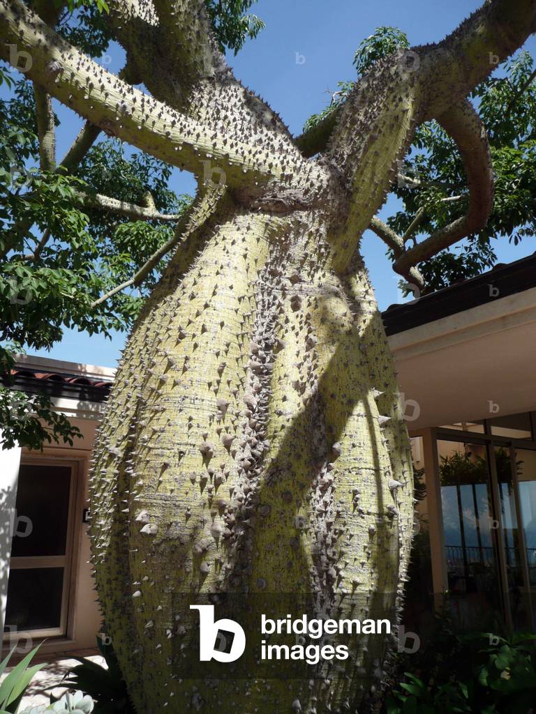 Tree cactus, 2008 (photo)