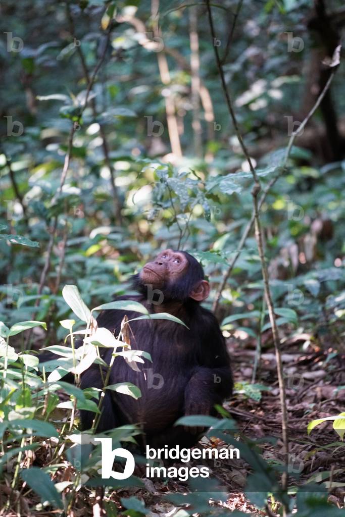 Curious chimpanzee in Uganda