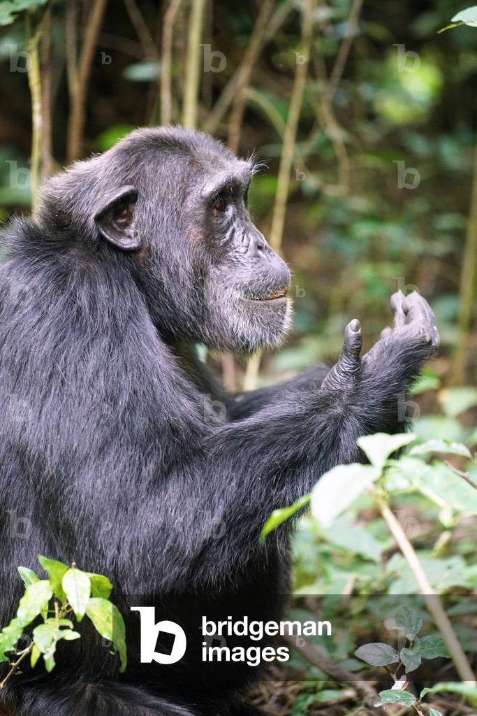Chimpanzee in Uganda