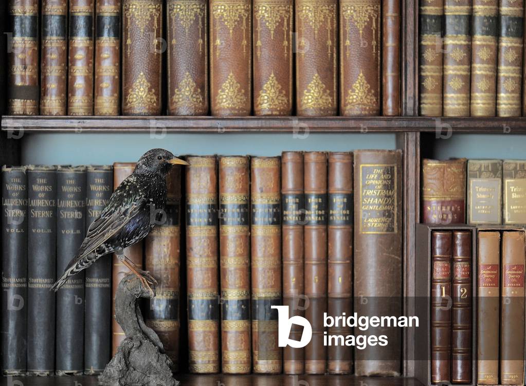 Starling, Shandy Hall (photo)