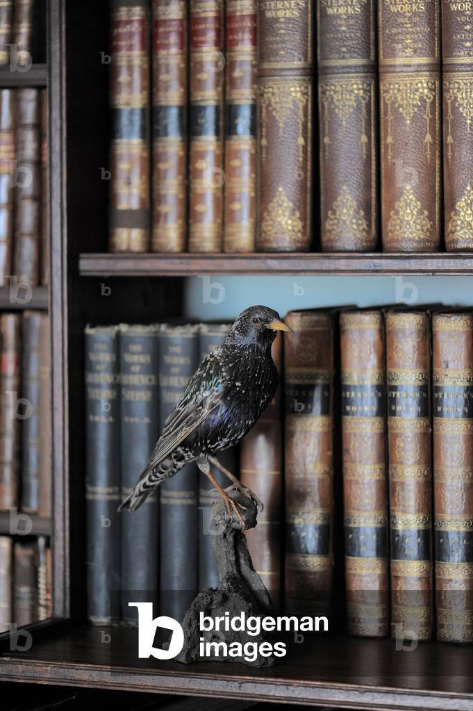 Starling, Shandy Hall (photo)