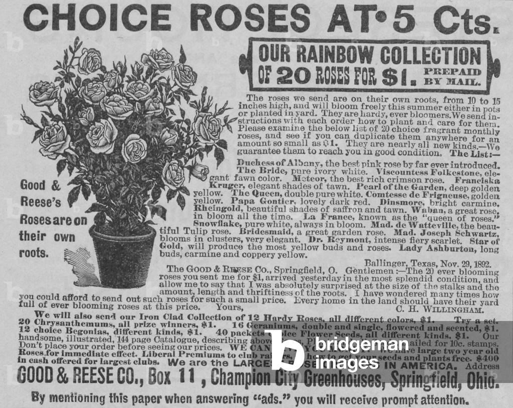 Choice Roses Advertisement