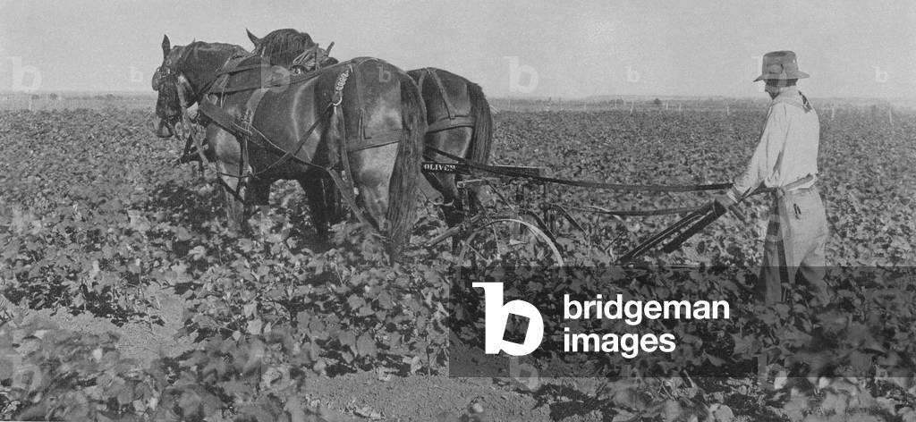 A Farmer Using An Oliver Number 2 Cultivator