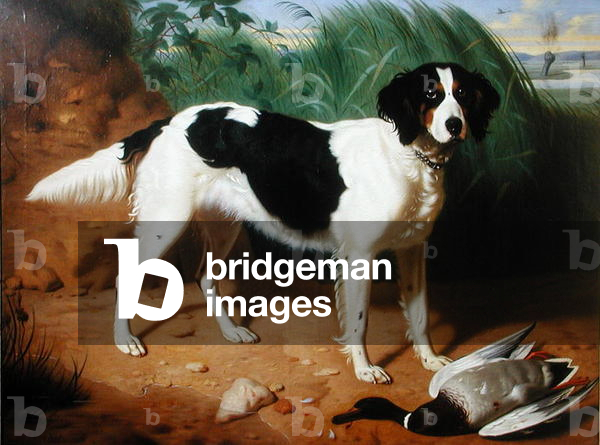 Portrait of a Dog (oil on canvas)