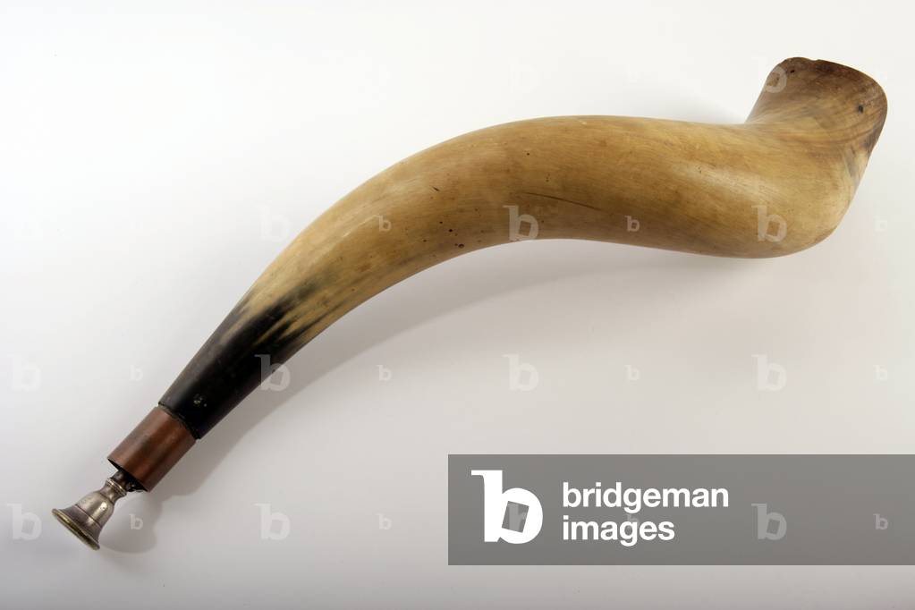 Cow horn or steer