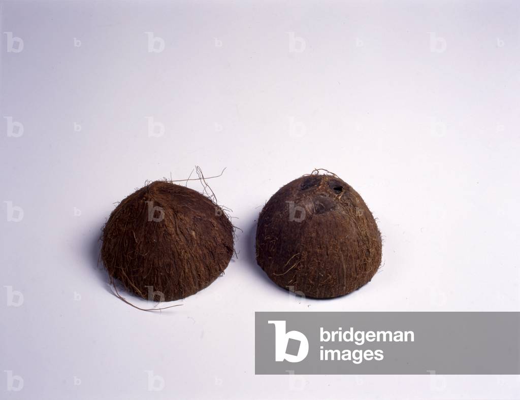 Coconut shells - percussion instrument