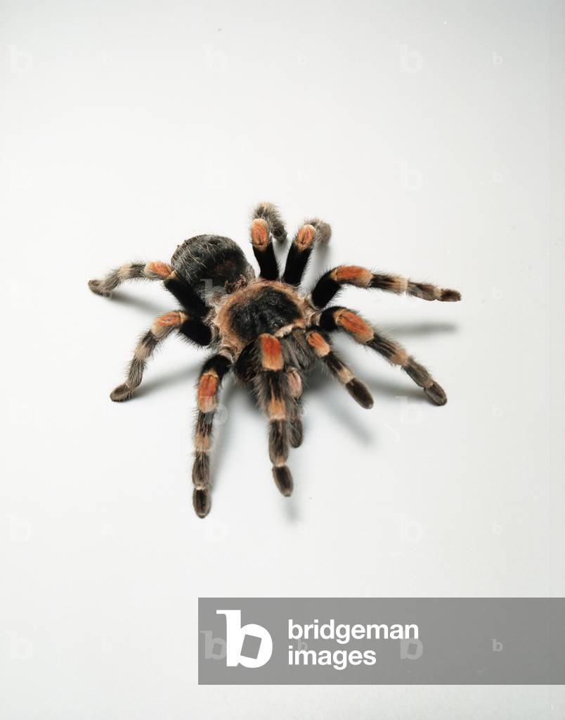 Tarantulina Jolie (photo)