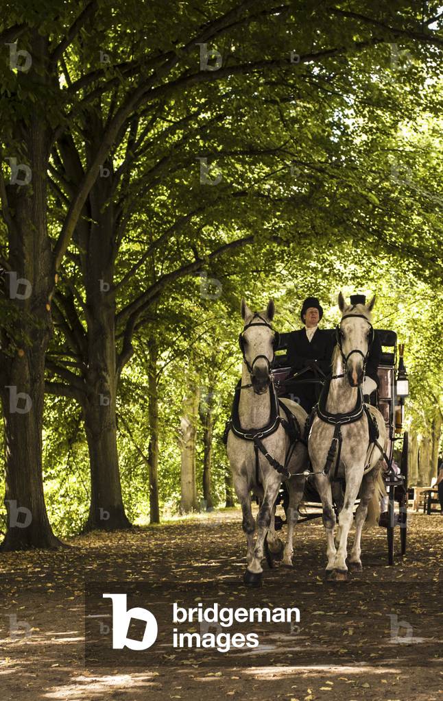Victorian coach, with white horses