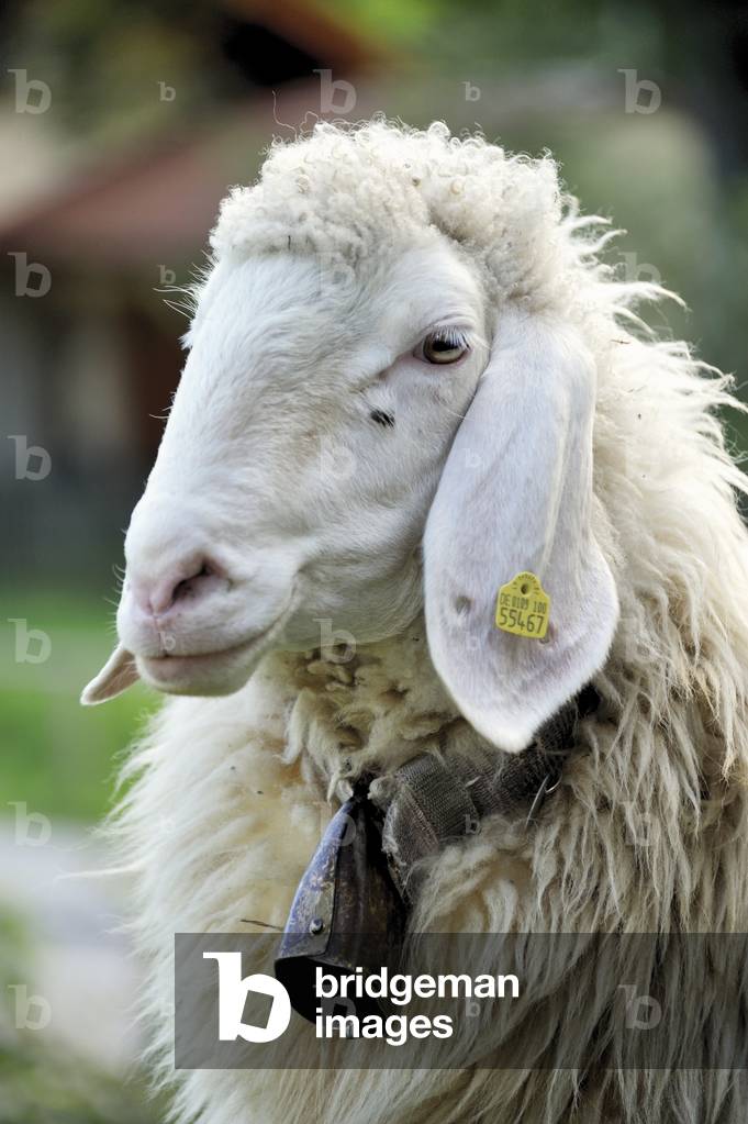 Sheep with bell