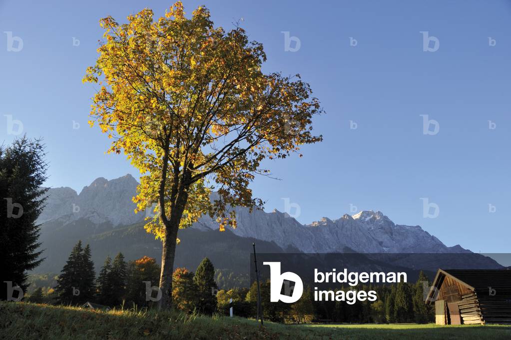 Alpine meadow Garmisch