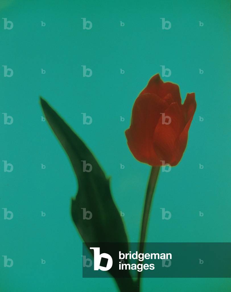 Rote Tulpe