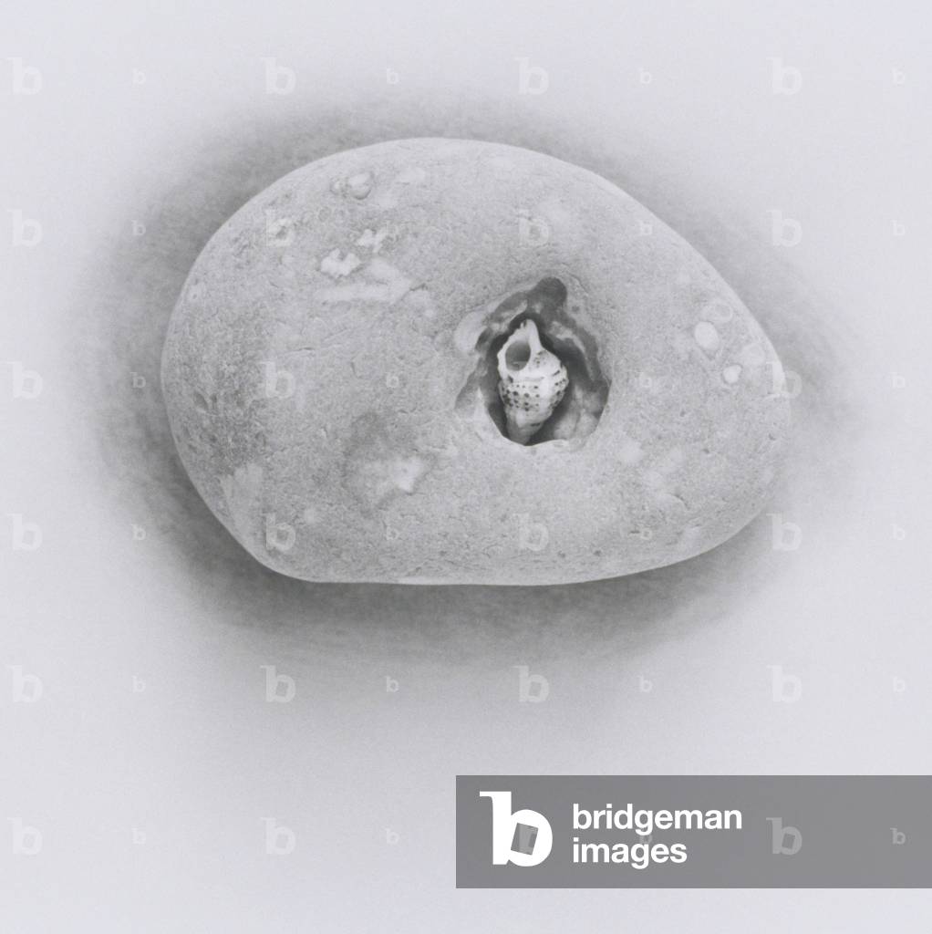 Immagine di Fotografia "Pebble con conchiglia (fotografia in bianco e nero)", 20th Secolo di Graeme Harris, b/